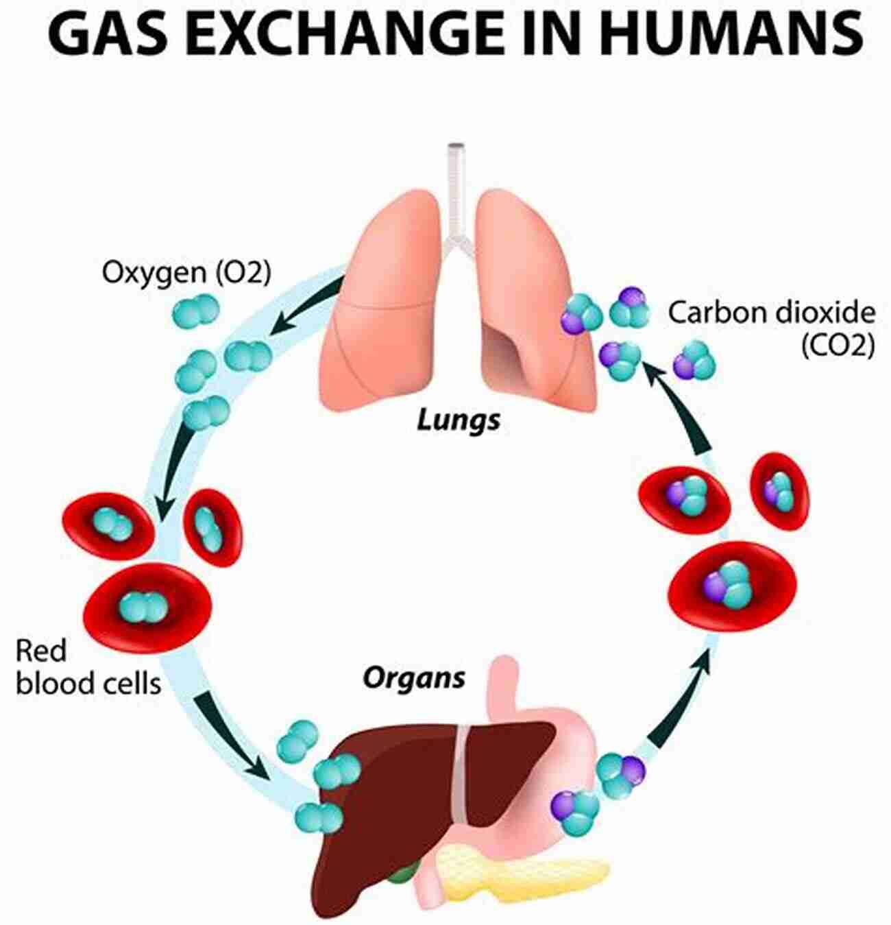 The Lungs Oxygenating Life's Symphony Human Body Theater: A Non Fiction Revue