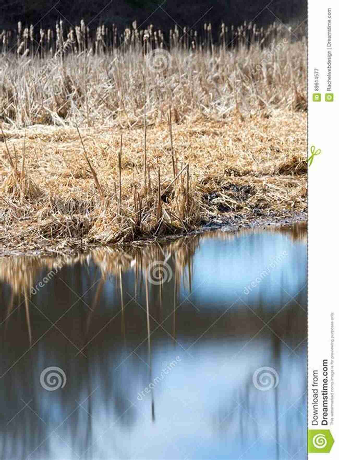 The Saltwater Marsh Magical Place Sunlit Reeds Reflecting On The Calm Water The Saltwater Marsh A Magical Place