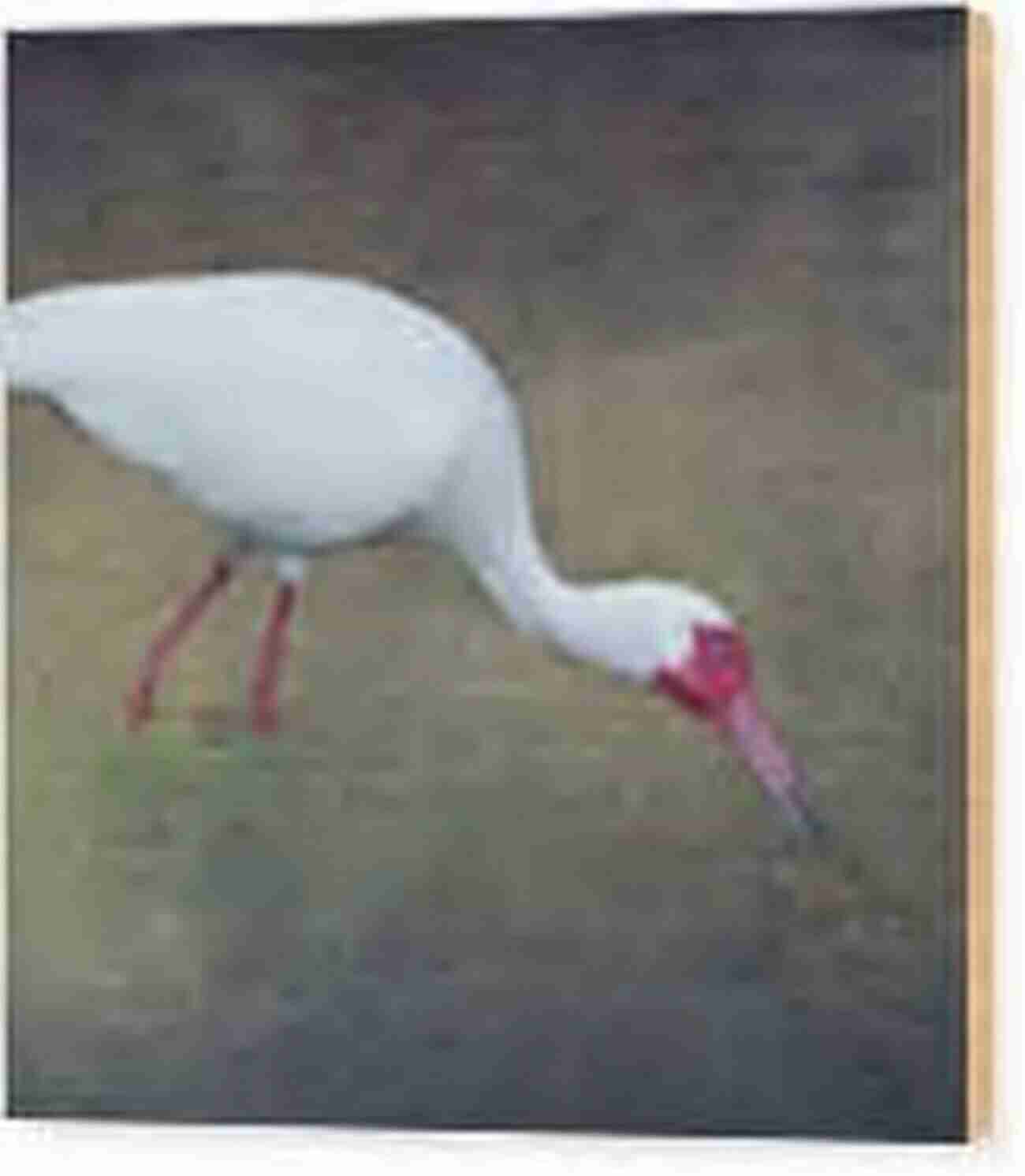 The Wood Ibis Feeding An Artistic Expression Of Elegance Counted Cross Stitch Pattern: Wood Ibis Bird By John James Audubon PROFESSIONALLY EDITED Image (Audubon Bird Series)