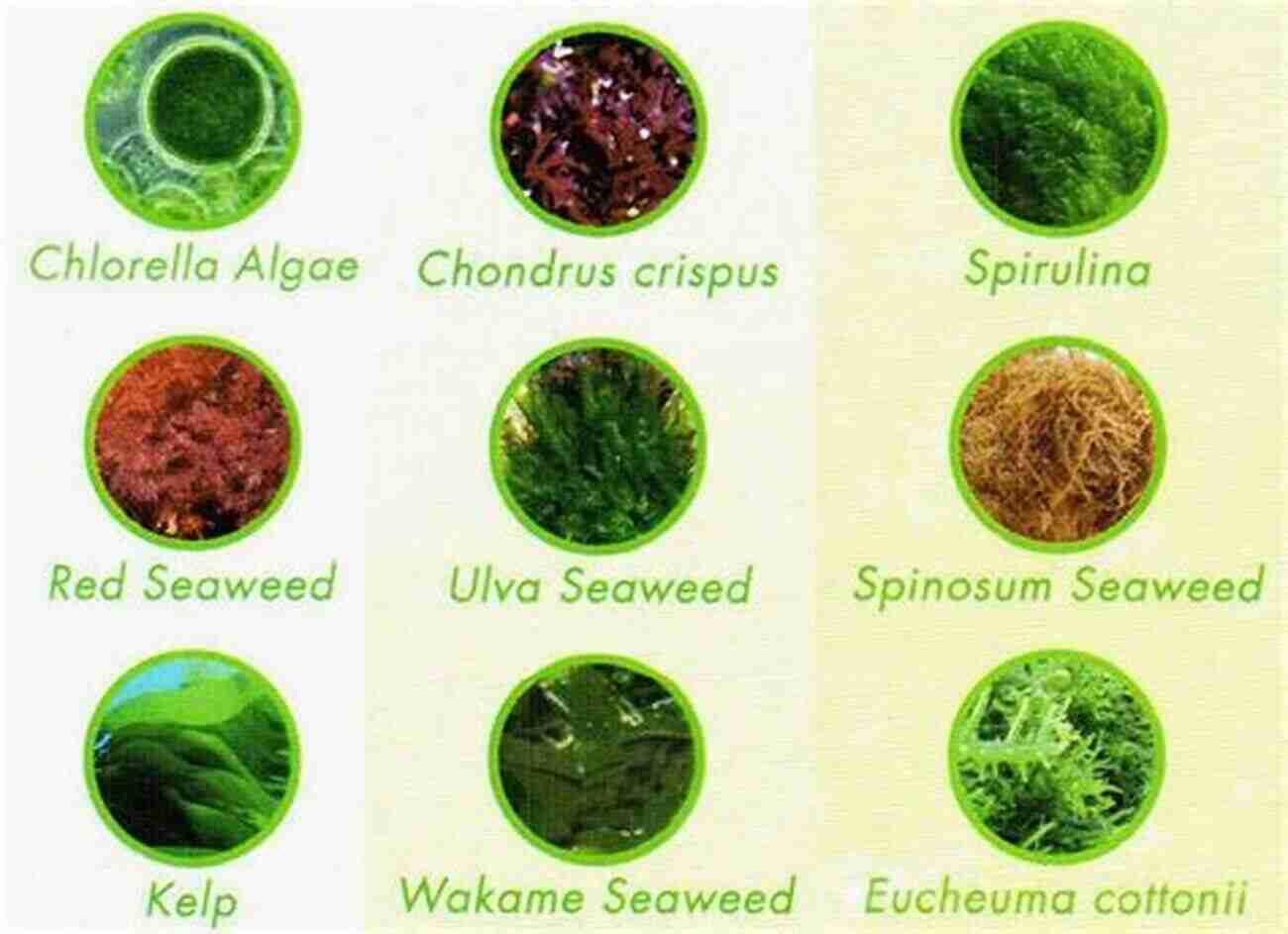 The Diverse World Of Seaweed Seaweed An Enchanting Miscellany Miek Zwamborn