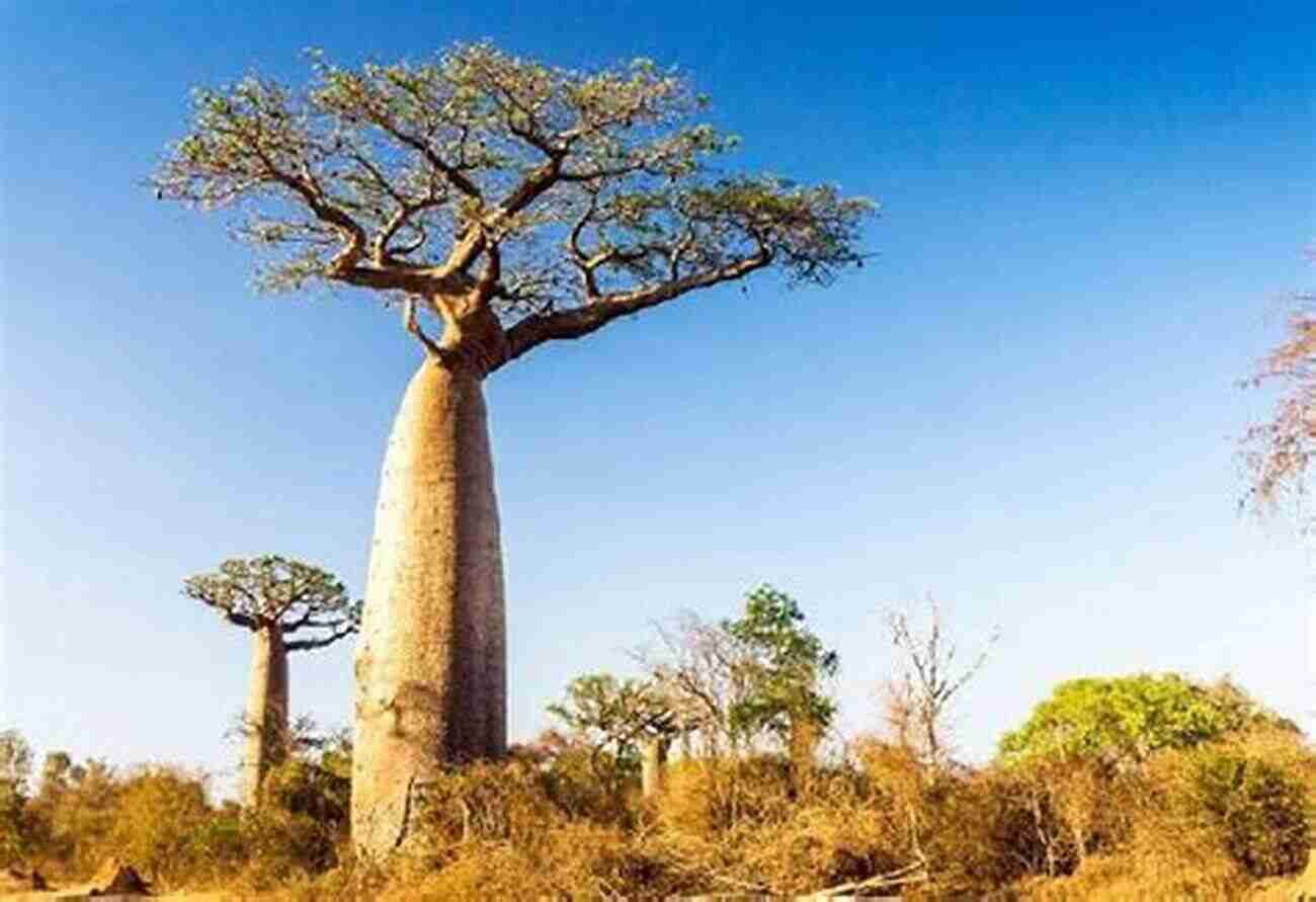 The Majestic Baobab Tree Towering Over The African Savannah S Bu And The Sacred Baobab Tree