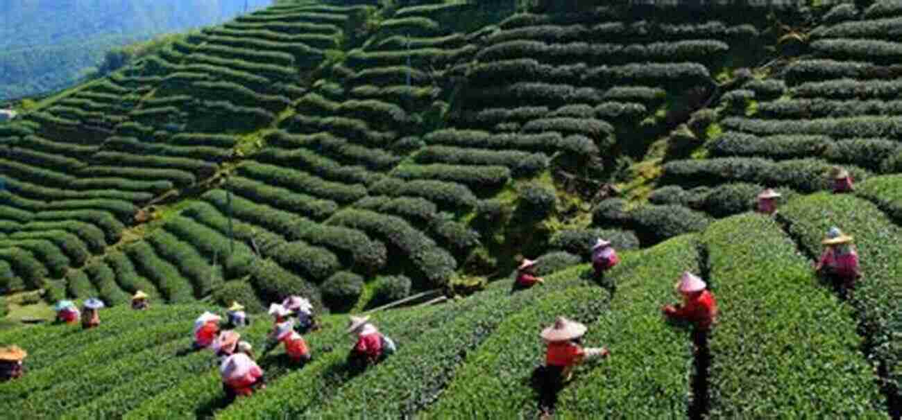 Toy Train Passing Through Tea Plantations In Darjeeling The Ultimate Asia Train Travel Guide (a BlueMarbleXpress Explore The Word Vacation 3)