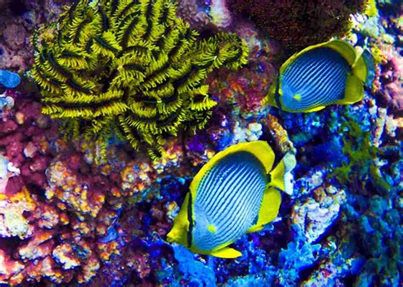 Underwater Scuba Diving Experience With Vibrant Coral Reefs And Tropical Fish Man S Complete Guide To Paradise In Thailand