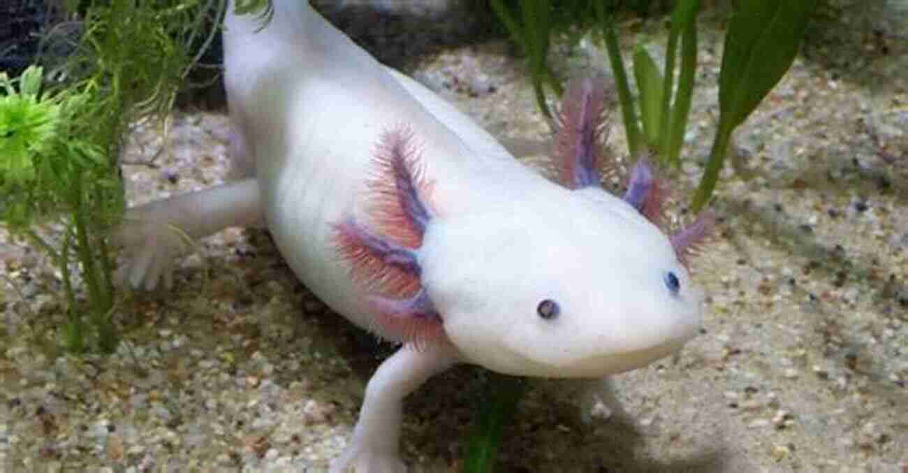 Unique Axolotl Showcasing Its Regenerative Abilities SHARKS: Fun Facts And Amazing Photos Of Animals In Nature (Amazing Animal Kingdom 1)