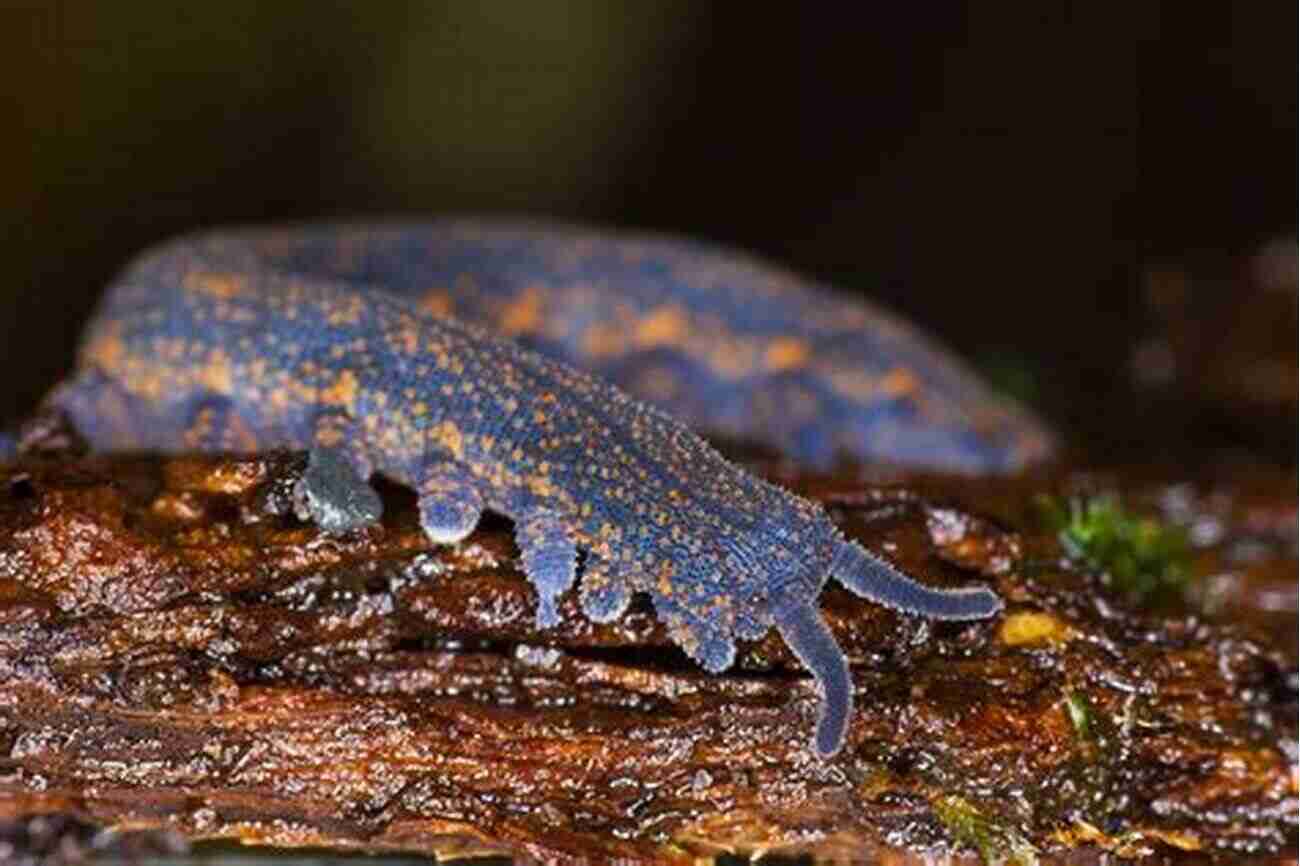 Velvet Worm Horseshoe Crabs And Velvet Worms: The Story Of The Animals And Plants That Time Has Left Behind