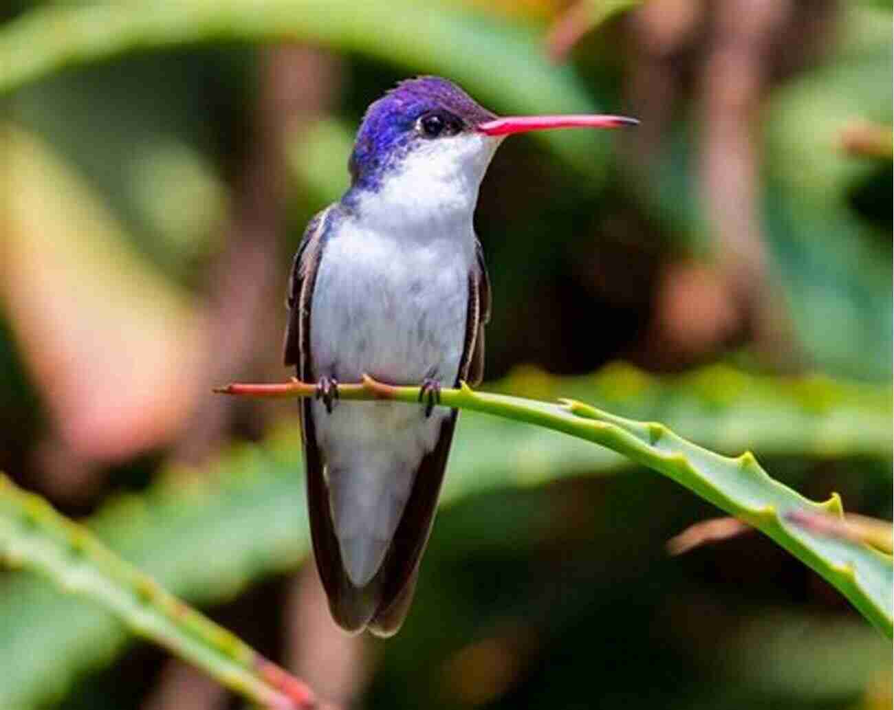 Violet Crowned Hummingbird A Vibrant Male With A Gorgeous Violet Crown And Iridescent Green Body Hummingbirds: A Guide To Every Species