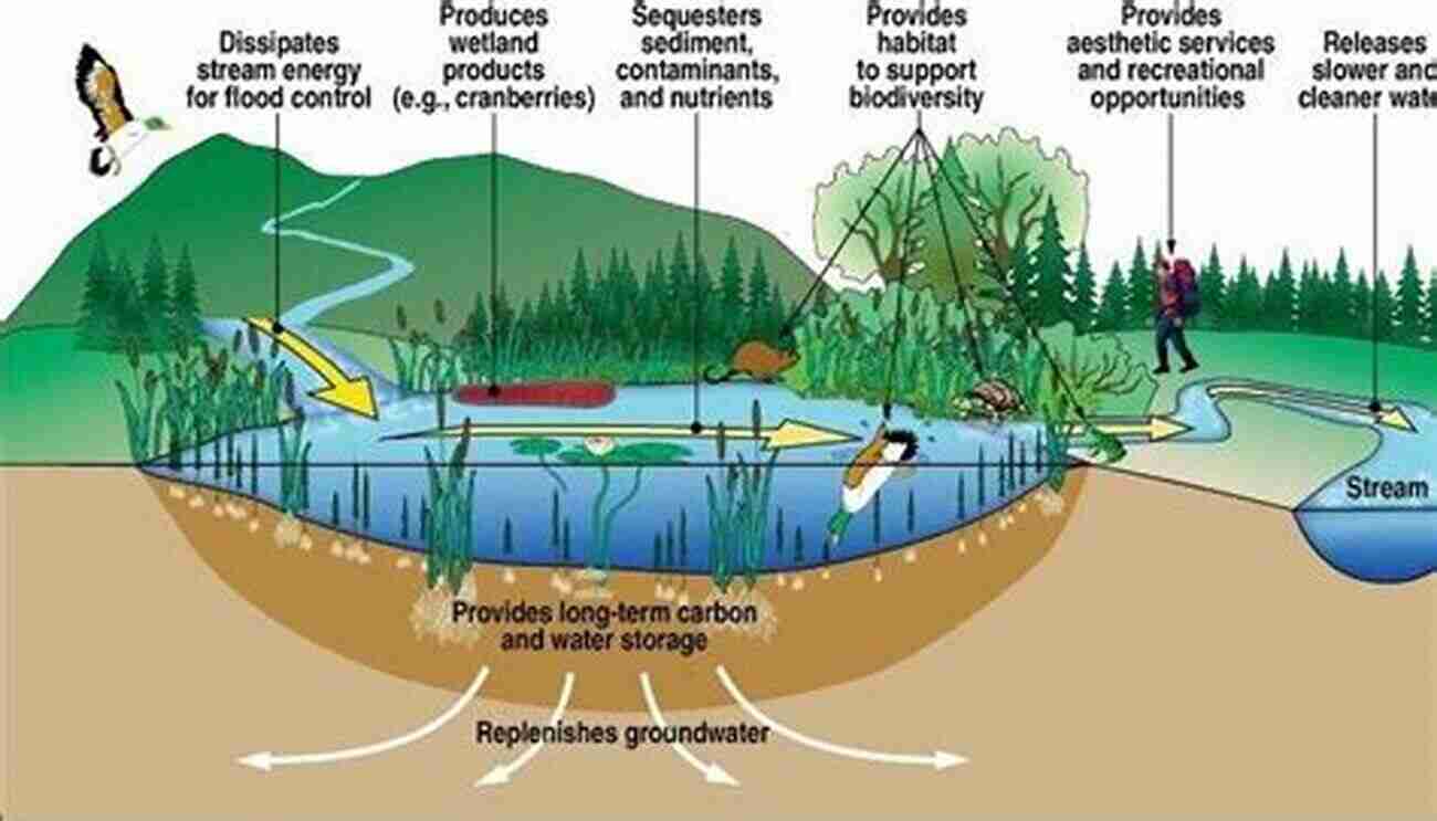 Wetlands Provide A Transitional Ecosystem For Various Species And Play A Major Role In Carbon Sequestration. Wetlands: Transitional Ecosystem And (Blue) Carbon Sinks