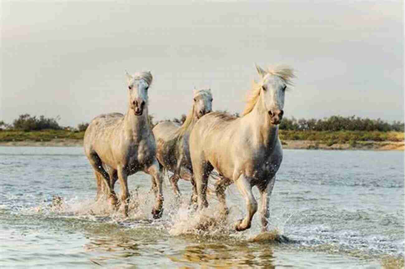 Wild Horses Of Cumberland Island Cumberland Island: Strong Women Wild Horses