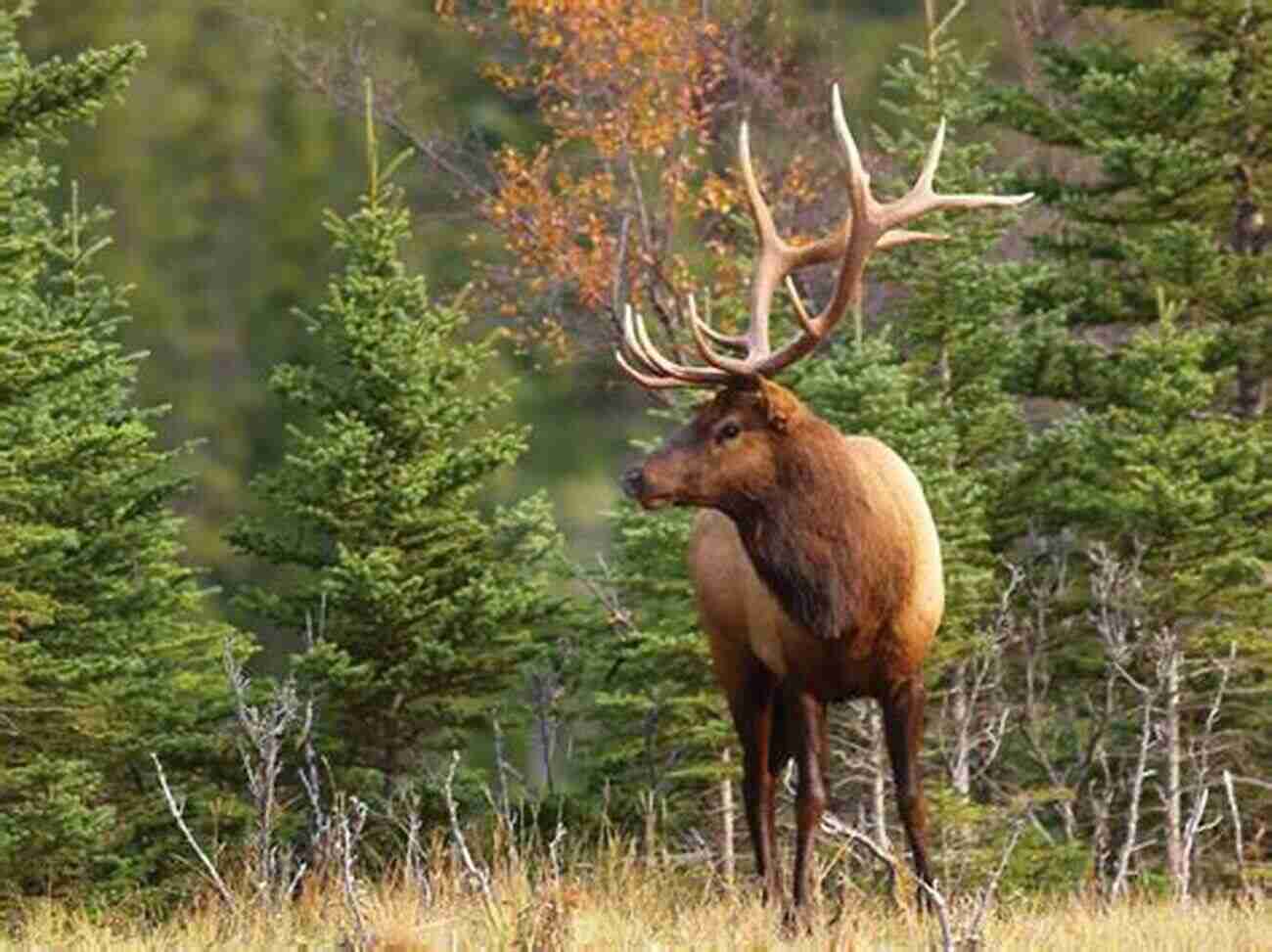 Wildlife In The Canadian Rockies Popular Day Hikes: Canadian Rockies Revised Updated: Canadian Rockies Revised Updated