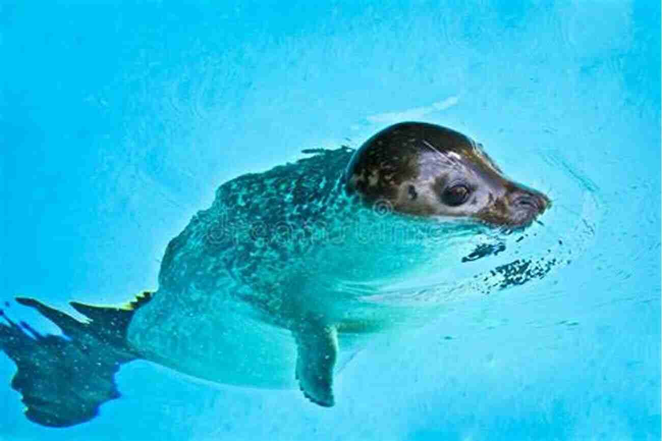 Young Seal Swimming In Crystal Clear Azure Water, Basking In The Golden Rays Of The Sun. A Mesmerizing Scene From 'What The Seal Saw' By Sherry Mcmillan. What The Seal Saw Sherry McMillan