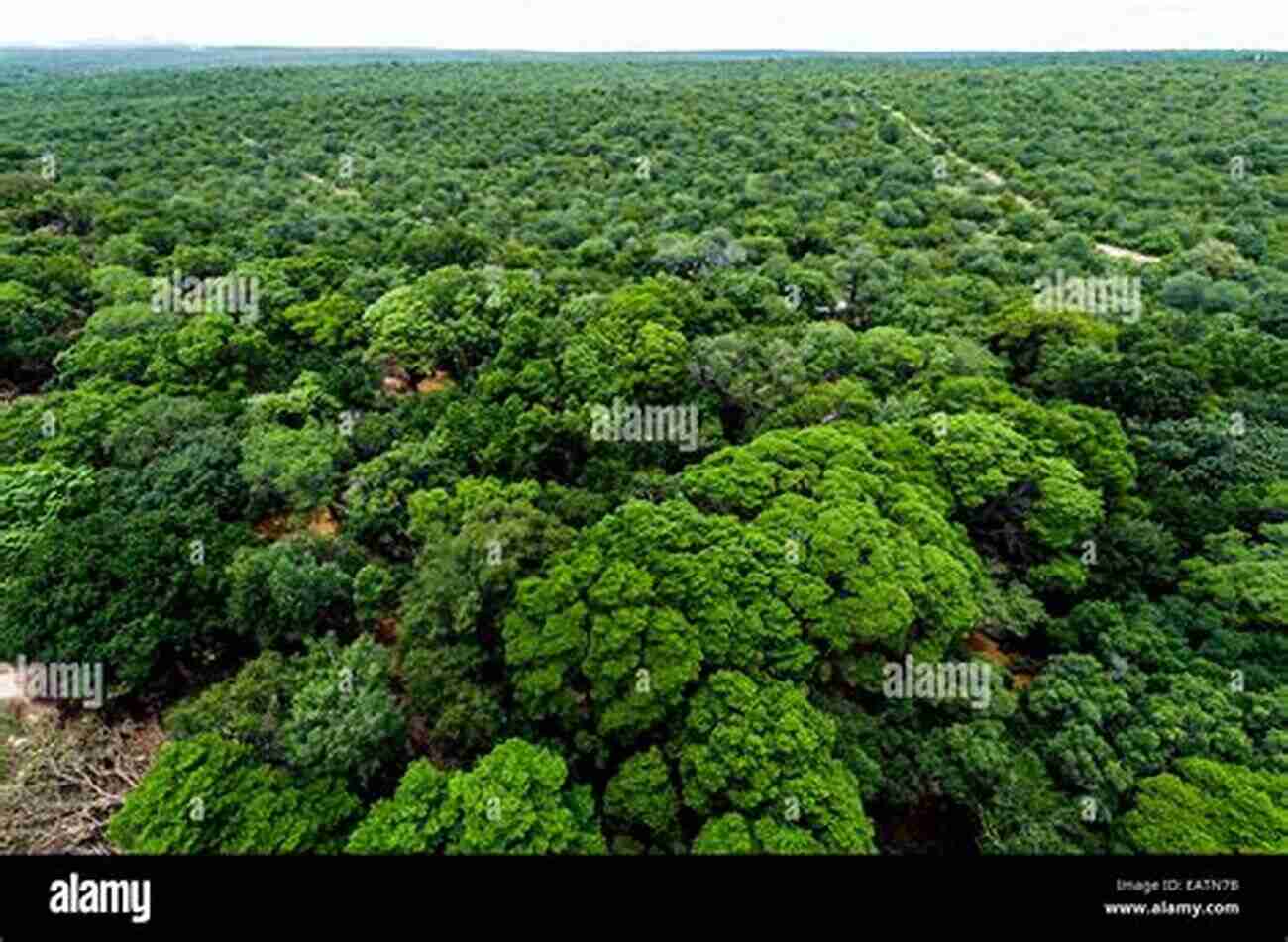 Lush Tropical Forest Canopy Tropical Forests (Jones And Bartlett S On Ecosystems And Biomes)