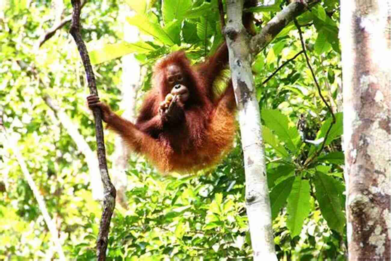 Lush Tropical Forest With Diverse Wildlife Tropical Forests (Jones And Bartlett S On Ecosystems And Biomes)