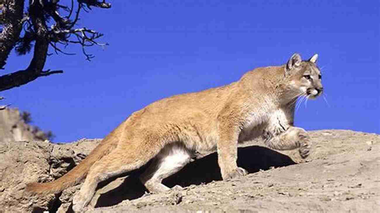 Majestic Mountain Lion In The Wild Ghostwalker: Tracking A Mountain Lion S Soul Through Science And Story