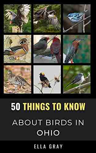 50 Things to Know About Birds in Ohio : Birding in the Buckeye State (50 Things to Know About Birds United States)