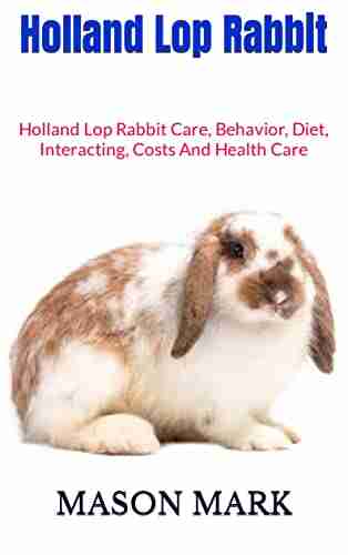 Holland Lop Rabbit : Holland Lop Rabbit Care Behavior Diet Interacting Costs And Health Care